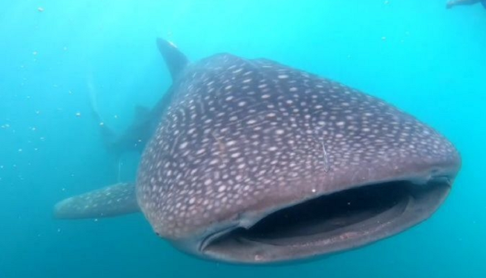 Whale sharks indonesia, whale sharks sailing boat, sharks 4 days 3 nights, what sharks live in Indonesia, Komodo Boats Tour