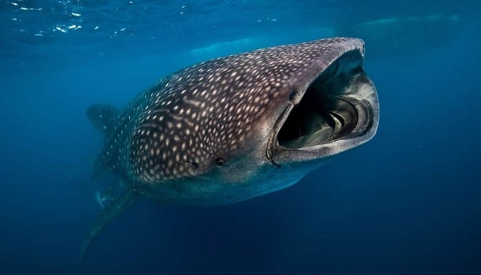 komodo island tour, komodo national park tours, komodo tour, komodo island tours, komodo tour package, tour to komodo, komodo