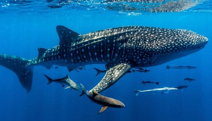 komodo island tour, komodo national park tours, komodo tour, komodo island tours, komodo tour package, tour to komodo, komodo