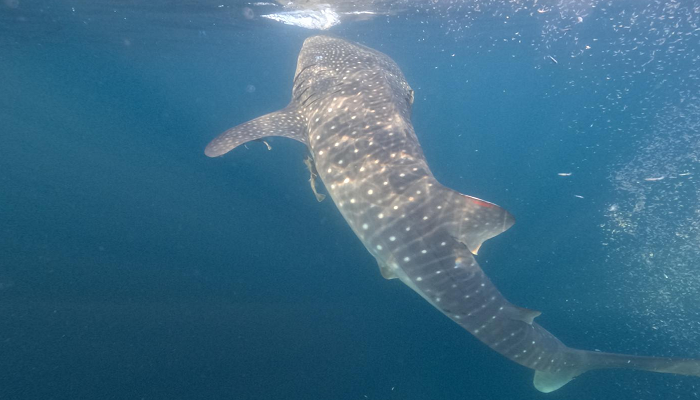 Where are whale sharks found in the world? Where do whale sharks live? Where is the whale shark located? komodo whale shark,