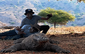 Komodo Tour, Holiday on Komodo Island, Cheapest Komodo Tour Packages 2025, komodo island, Komodo Tourism, Komodo National Park
