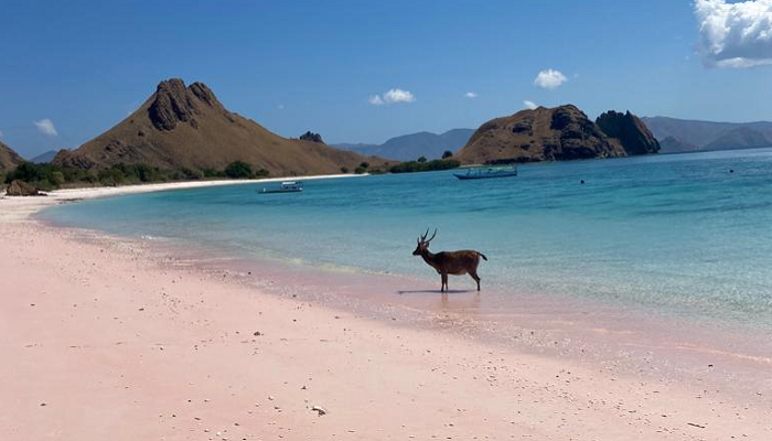 Komodo boat trip, Komodo boat trip, Bose, Komodo explore, Komodo boats tour, 
Komodo boat tour sailing Indonesia, pink beach