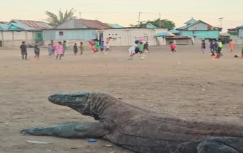 Komodo Village, Komodo Dragons, Meet Komodo Up Close, Komodo Boat Tour, Visit Komodo Island, Dangerous Lizard Indonesia