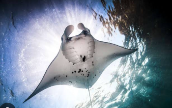 Manta Point, Manta Point Attraction, Manta Point Entrance Ticket, Manta Point Labuan Bajo,