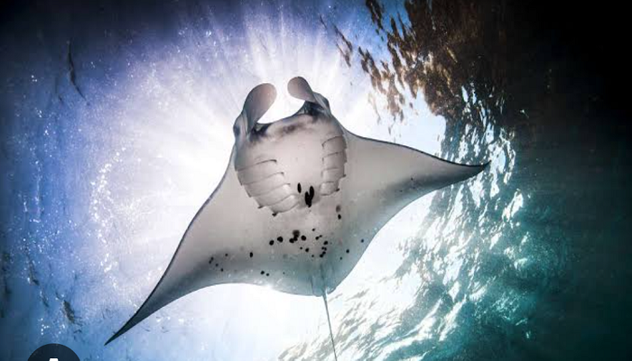 komodo boat tour 4D 3D, Manta rays, Manta Point Labuan Bajo, Komodo, snorkeling with giant stingrays, pink beach, komodo boat