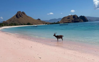 Pink sands and turquoise waters of Long Beach on Padar Island, the blushing gem of Komodo National Park, seen on Komodo tour packages from Lombok or Bali.