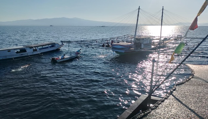 Traditional Indonesian Bagang fishing platform floating on calm waters in Saleh Bay at sunrise, with whale sharks swimming below