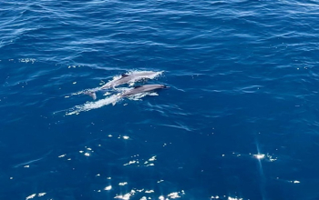 Luxury boat sailing in Komodo National Park surrounded by turquoise waters, coral reefs, and wildlife during a 4D3N adventure with Bose KomodoExplore.com.