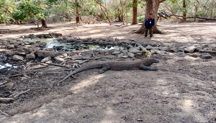 Komodo National Park Indonesia – home of Komodo dragons, pink beaches, and stunning island landscapes