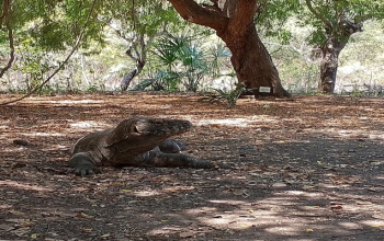 Komodo National Park Indonesia – home of Komodo dragons, pink beaches, and stunning island landscapes
