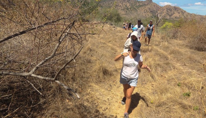 Komodo dragons roaming freely at Loh Buaya Rinca Island, Indonesia’s Jurassic paradise with wild tropical beauty.