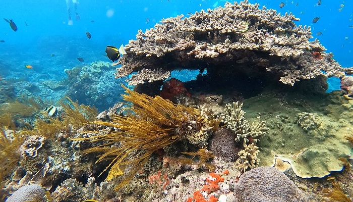 Snorkelers explore coral gardens and swim with turtles in the crystal-clear waters of the Three Gili Islands, Lombok, Indonesia