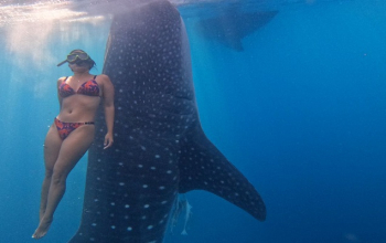Traveler swimming with whale sharks in Saleh Bay, Sumbawa — a magical stop on Komodo tour packages from Lombok or Bali.