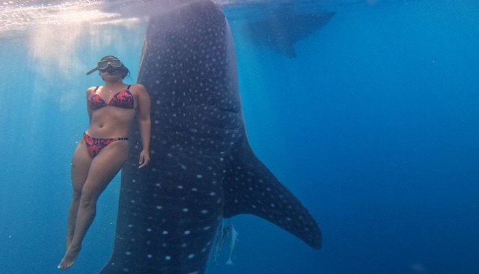 Traveler swimming with whale sharks in Saleh Bay, Sumbawa — a magical stop on Komodo tour packages from Lombok or Bali.