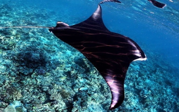 Diver swims beside manta rays at Manta Point in Komodo National Park, a must-visit stop on Komodo tour packages from Lombok or Bali.