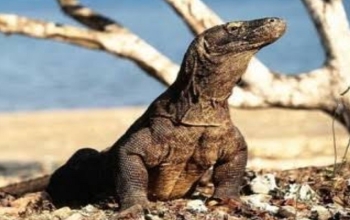 What do komodo dragons eat