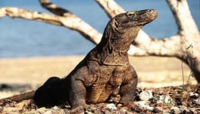 A Komodo Ranger in uniform standing proudly on a dry, cracked savanna trail on Rinca Island, holding the traditional Y-shaped tongkat (wooden staff).