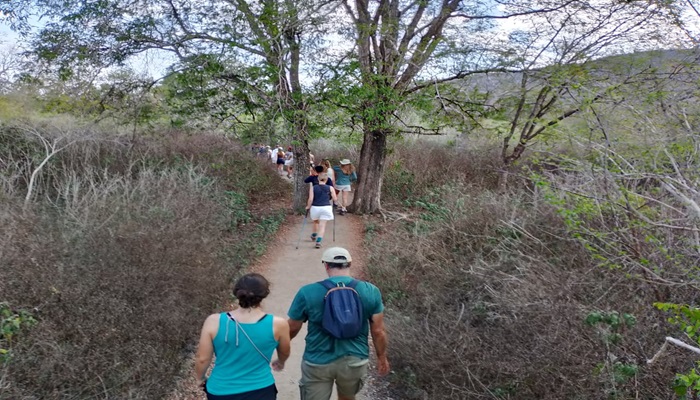 Local Komodo guide leading tourists through Rinca Island savanna with Komodo dragon in the distance under golden tropical sun.