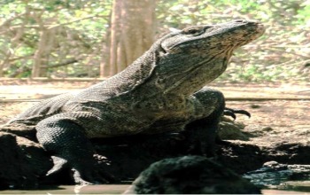 komodo luxury cruise, komodo national park tours, komodo tour, komodo tour packages, tour to komodo, komodo indonesia tours