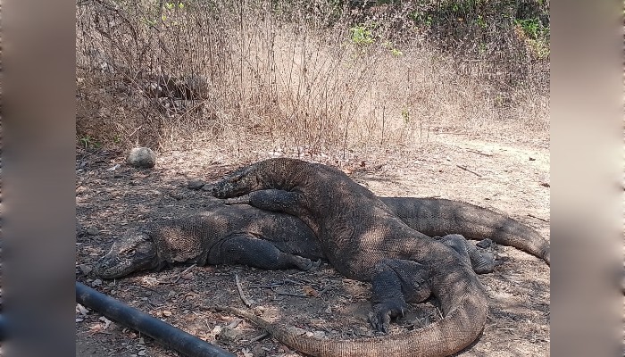 Luxury boat itinerary showing stops at Padar Island and Pink Beach. Travelers planning a Komodo tour 3 days 2 nights in Indonesia.