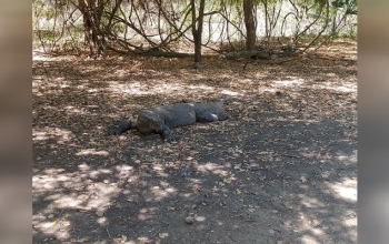 A Komodo dragon hiding in the dry grass on the Komodo dragon island in Indonesia.