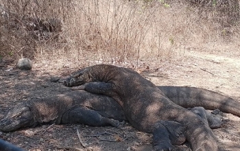 A premium wooden phinisi ship sailing through the turquoise waters of Komodo National Park.