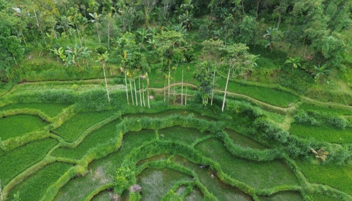 Green rice terraces in Tetebatu Lombok leading to a Komodo sailing trip Indonesia.