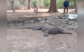 Adult Komodo dragon searching for food on the Komodo dragon island in Indonesia.