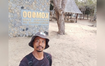 A Komodo dragon walking through the dry savannah of Rinca Island in Indonesia.