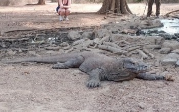 Komodo dragon diet