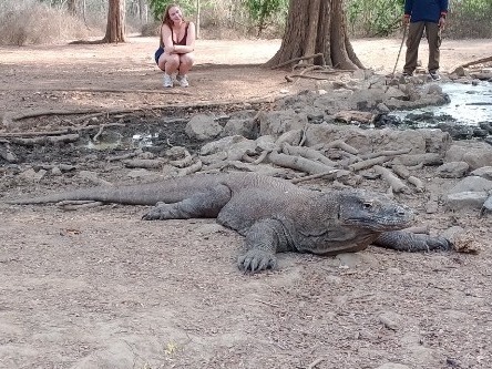 Komodo dragon diet