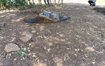 is a komodo dragon is a lizard