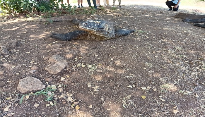 is a komodo dragon is a lizard