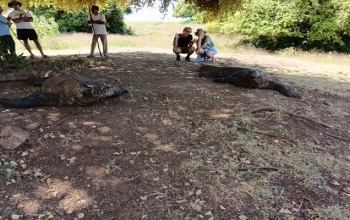 komodo dragon behavior