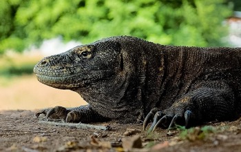 komodo dragon