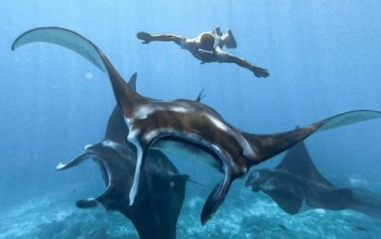 Diving with Manta Rays Komodo best months