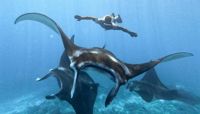 Diving with Manta Rays Komodo best months